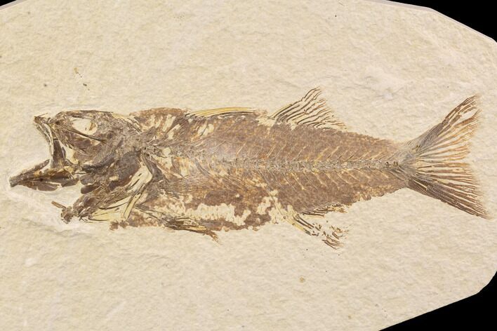 Bargain, Mioplosus Fossil Fish - Uncommon Species #91578
